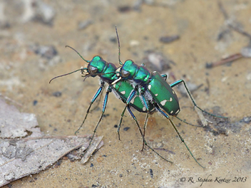 Cicindela patruela